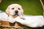 Labrador Welpe im K�rbchen