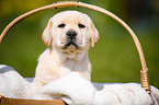 Labrador Welpe im K�rbchen