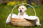 Labrador Welpe im K�rbchen