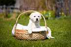 Labrador Welpe im K�rbchen
