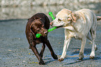 2 Labrador Retriever