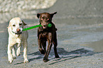 2 Labrador Retriever