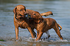 2 Labrador Retriever