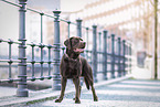 Labrador in der Stadt