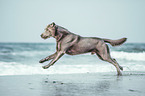 Labrador Retriever am Meer