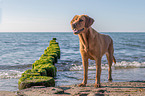 Labrador Retriever am Meer