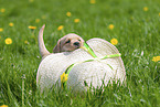Labrador Retriever Welpe