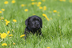 Labrador Retriever Welpe