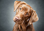 Labrador Retriever Portrait