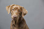 Labrador Retriever Portrait