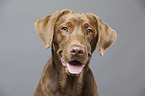 Labrador Retriever Portrait