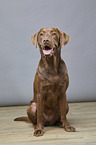 sitzender Labrador Retriever