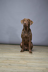 sitzender Labrador Retriever