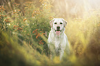 blonder Labrador