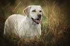 blonder Labrador