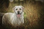 blonder Labrador