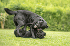 2 spielende Labrador Retriever