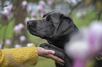 Labrador Retriever gibt Pf�tchen