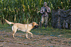 Labrador Retriever bei der Jagd