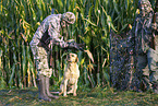 Labrador Retriever bei der Jagd