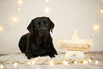 Labrador Retriever in Weihnachtsdeko