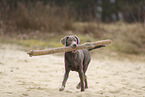 Labrador Retriever