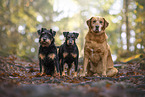 Deutscher Jagdterrier und Labrador