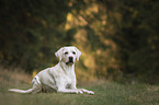 blonder Labrador