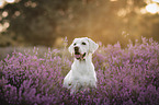 blonder Labrador