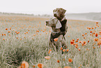 Labrador Retriever und Weimaraner
