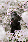 charcoal Labrador Retriever