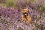 foxred Labrador Retriever