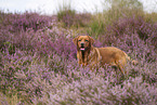 foxred Labrador Retriever