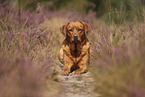 foxred Labrador Retriever
