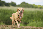 gelber Labrador Retriever