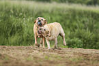 gelber Labrador Retriever
