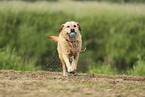 gelber Labrador Retriever