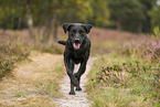 schwarzer Labrador Retriever