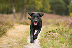 schwarzer Labrador Retriever