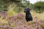 schwarzer Labrador Retriever