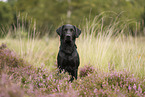 schwarzer Labrador Retriever
