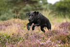 schwarzer Labrador Retriever