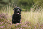 schwarzer Labrador Retriever