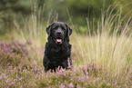 schwarzer Labrador Retriever
