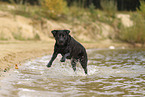 schwarzer Labrador Retriever