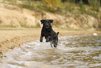 schwarzer Labrador Retriever