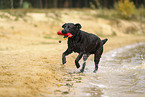 schwarzer Labrador Retriever