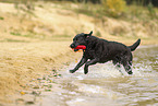 schwarzer Labrador Retriever