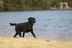 schwarzer Labrador Retriever