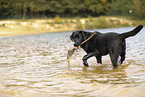 schwarzer Labrador Retriever